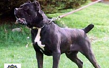 Cane Corso 3 Cane Corso 3